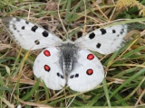 kasachstan-ile-alatau-schmetterling