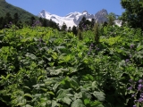 Dschungelvegetation im Kaukasus bei Dombai