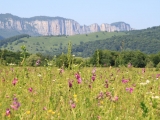 Blumenwiese vor Felsen